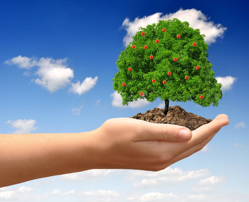 Growing apple tree stock photos