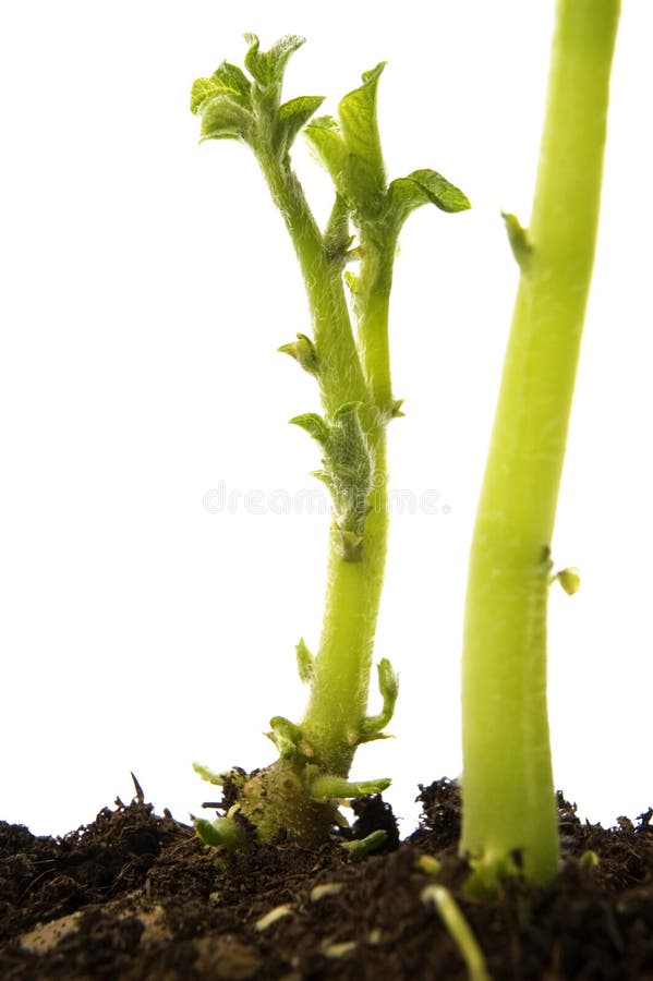 Growing baby plant. potato