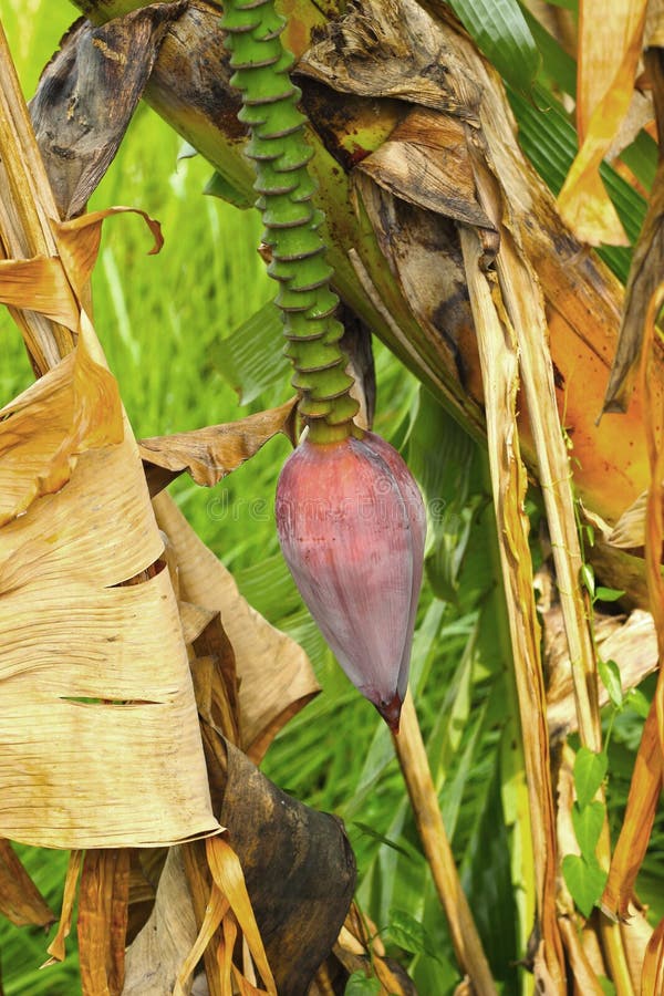 Growing Banana Blossom on Banana Tree. Stock Image Image of farm
