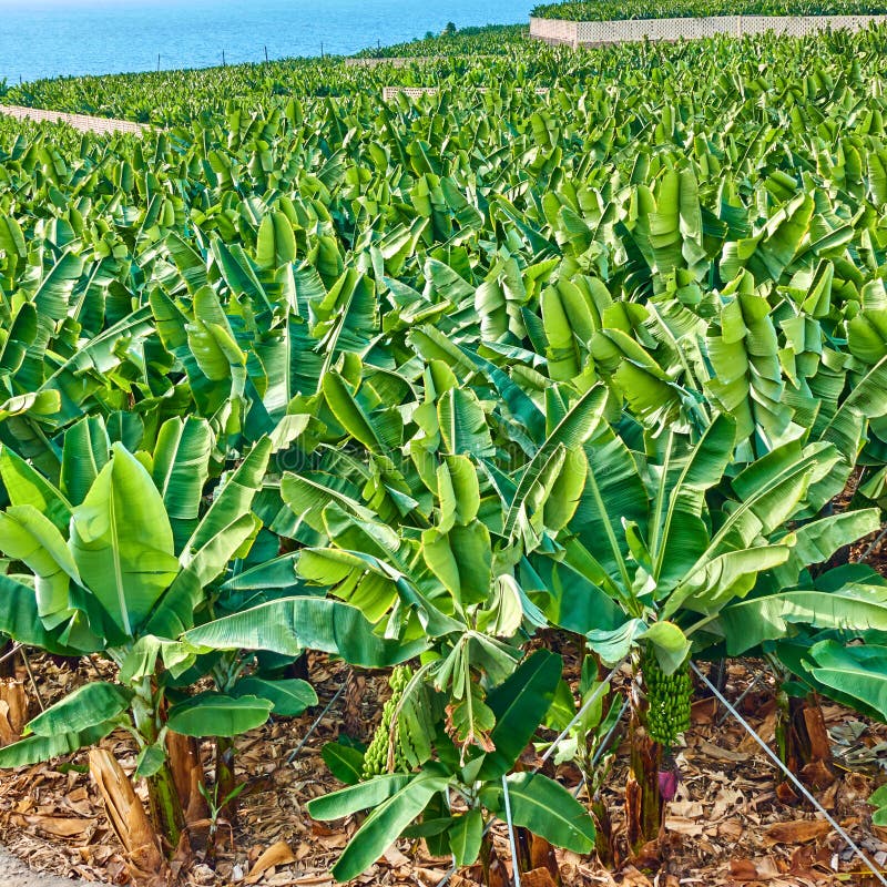 Banana Tree With Growing Bananas Stock Photo Image Of Fruit Export