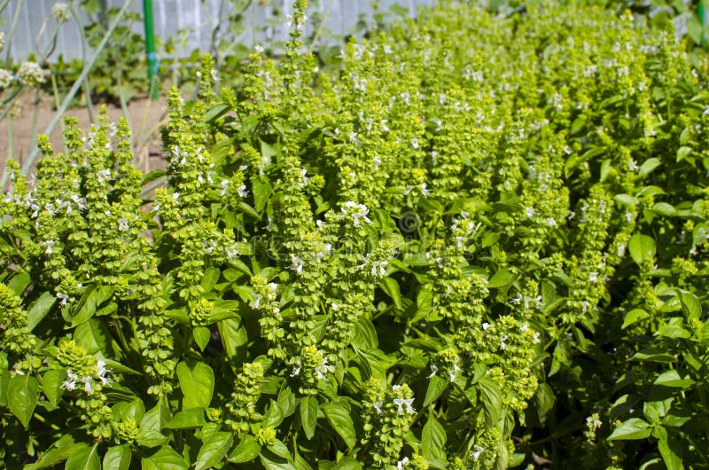 Growing Basil in the Garden Stock Photo Image of fresh, ingredient