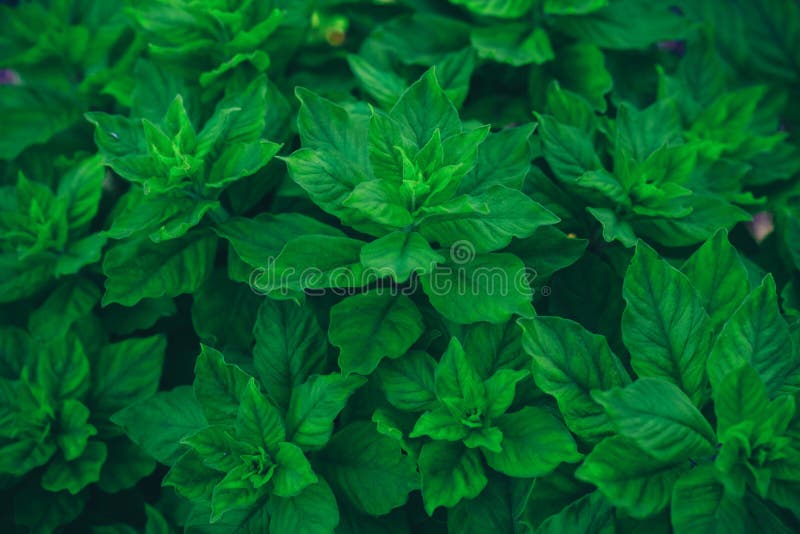 Growing Basil or Mint Plants Stock Photo Image of ingredient, flora