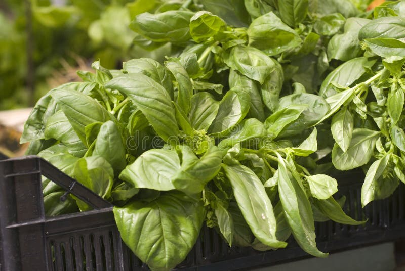 Growing basil stock image. Image of outdoor, leafy, wort 55182863
