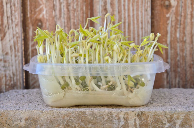 Growing Bean Sprouts with Wet Tissue Paper in Kitchen Storage Stock