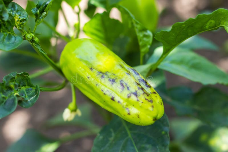 Growing Bell Pepper in a Farmer`s Field Stock Photo Image of