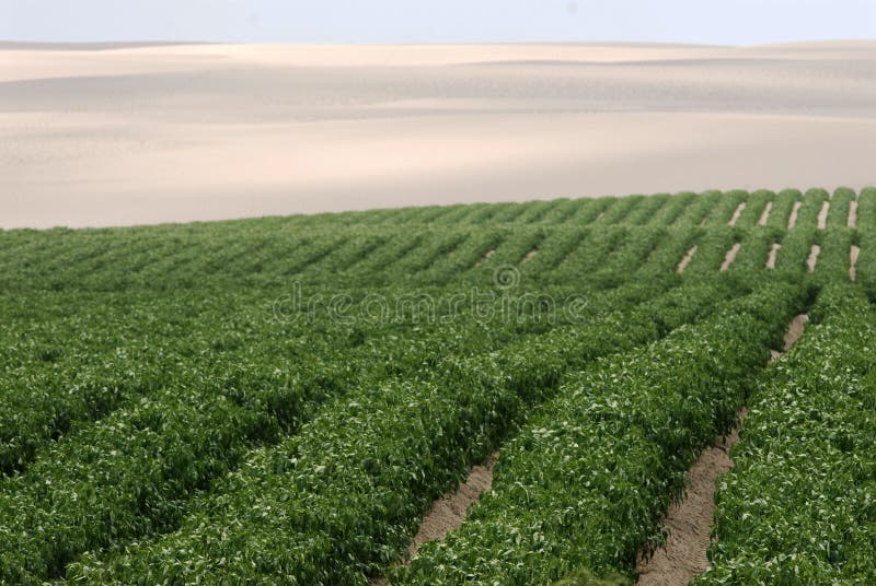 Growing sweet peppers in a greenhouse, photo with perspective.ica peru