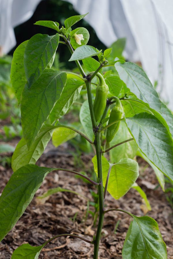 Growing the bell peppers, unripe peppers in the garden royalty free stock image Growing the bell peppers, unripe peppers in the garden royalty free stock image