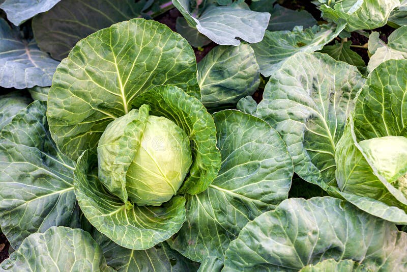 Growing Big Juicy Cabbage Head on the Farm, Vegetable Stock Photo