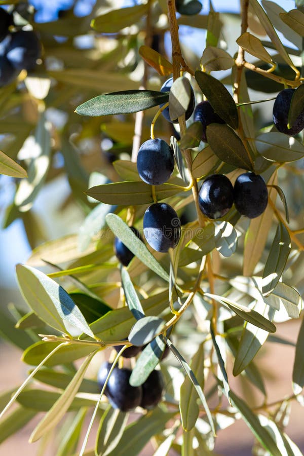 Growing Black Olives in Orchard Stock Image Image of horticulture
