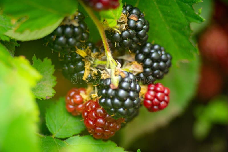 Growing Blackberry on Green Stock Photo Image of delicious