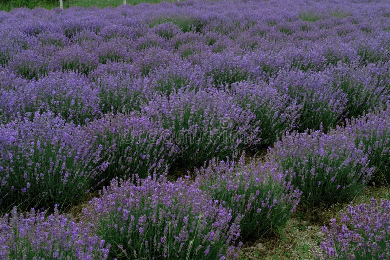 Growing Blooming Lavender Flower Field Closeup. Slow Motion Stock Photo