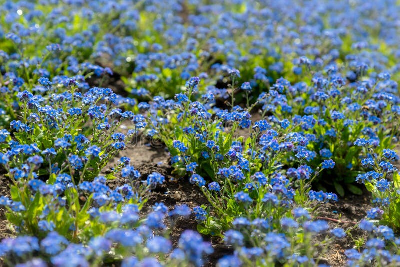 Growing Blue Blossom Flowers In The Garden Stock Image - Image of ...