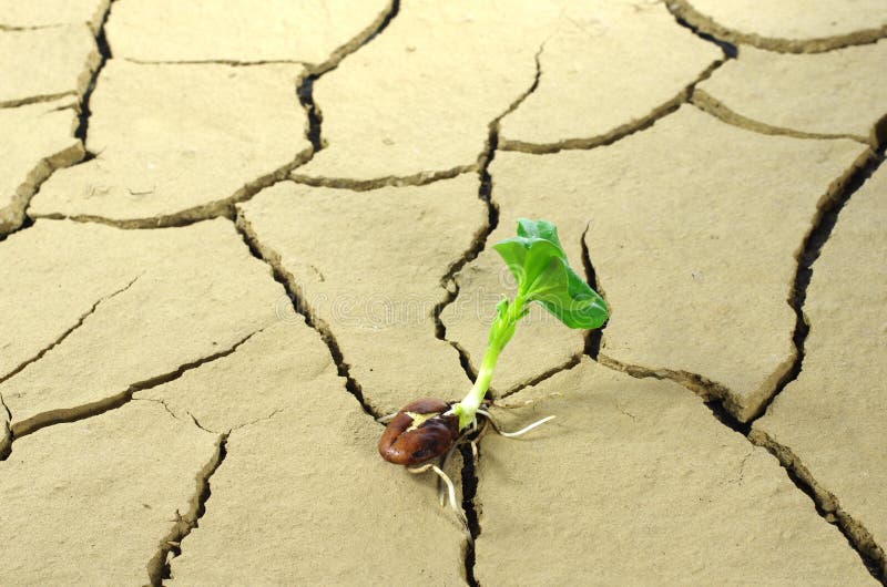 Growing broad bean on cracked ground