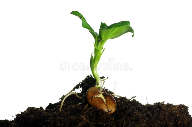 Growing broad bean on white background