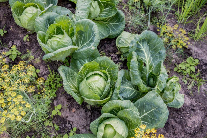 Growing Cabbage in a Vegetable Garden Stock Photo Image of head