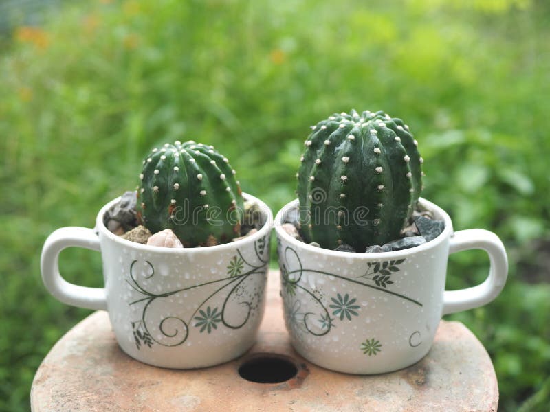 Growing Cactus in an Old Coffee Cup. Stock Image Image of succulent