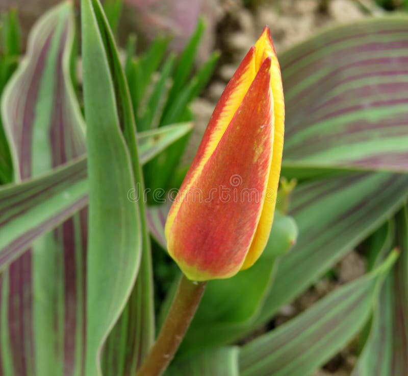 Growing and caring for tulips. Tulips Giuseppe Verdi in the spring garden