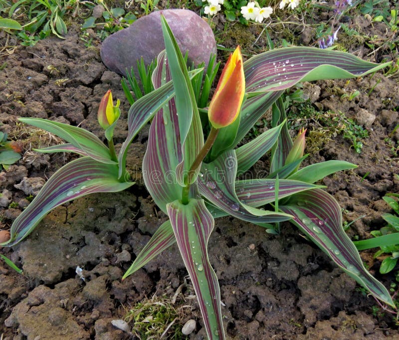 Growing and caring for tulips. Tulips Giuseppe Verdi in the spring garden. Growing and caring for tulips. Tulips Giuseppe Verdi in the spring garden