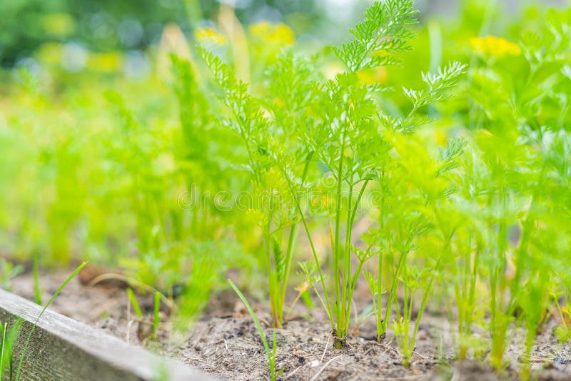 Growing Carrot Leaves Close Up in the Vegetable Garden Stock Photo