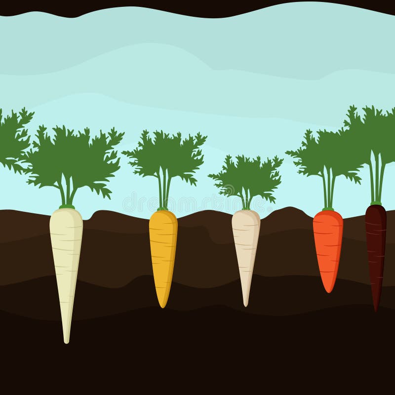 Growing carrot and parsnip stock vector. Illustration of carrot 101175940