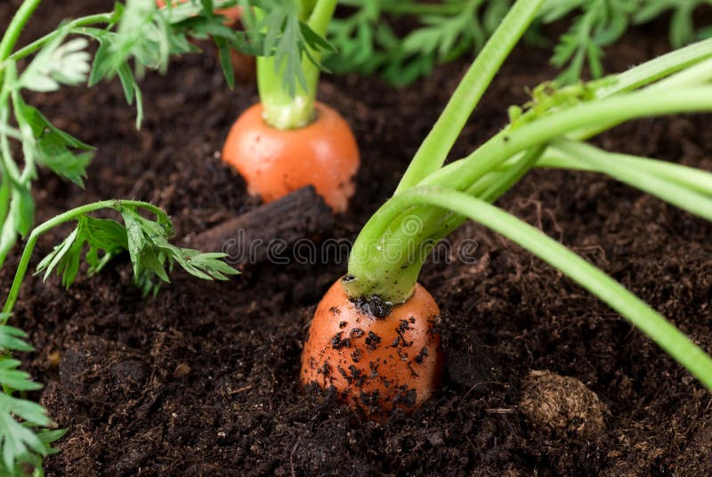 Growing Carrots stock image. Image of carrot, tops, carrots 9216455