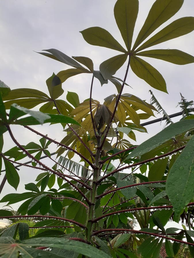Copacii de cassava în creștere sunt expuși apei pluviale. Acesta este un copac cassava în creștere. frunzele tinere pot fi văzute în partea de sus. arată culori diferite față de frunzele vechi. având cerul ca fundal și expus apei pluviale adaugă la frumoasa impresie estetică și interesantă a acestor frunze tinere de cassava.