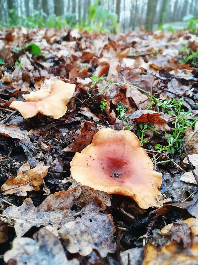 Growing Chanterelle Mushrooms in the Autumn Forest Stock Image Image of ingredient