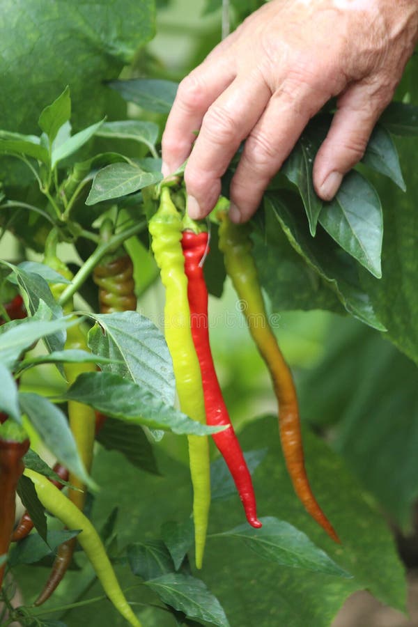 Growing Chili Pepper in a Greenhouse. Stock Image Image of seedling