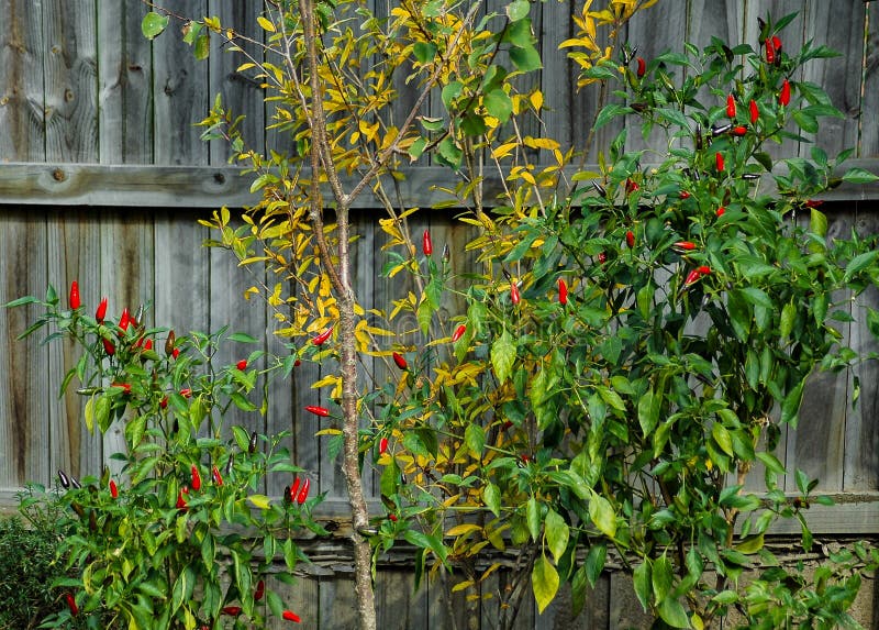Growing Chili Peppers. Close Up Stock Photo Image of water, closeup