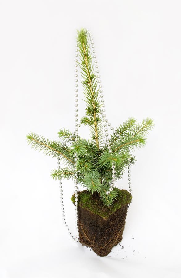 The Growing Christmas Tree. Stock Image Image of plant, evergreen 12059935