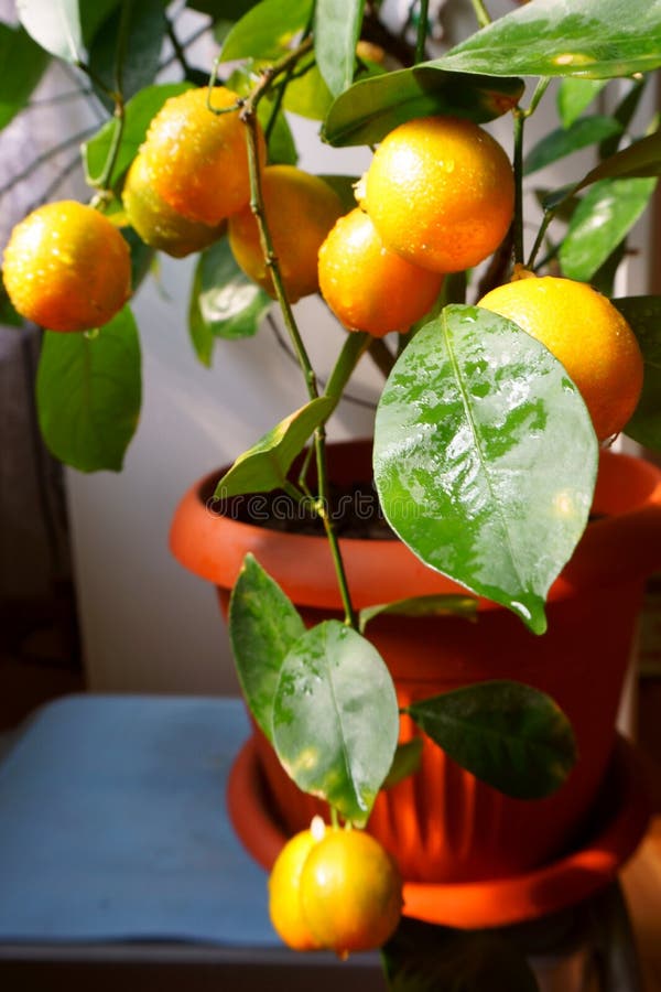Growing Mandarin Oranges Citrus Reticulata Indoors Stock Photo Image of citrus, fruit 163249100