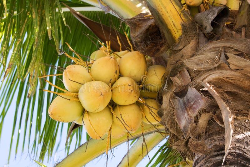 Growing coconuts