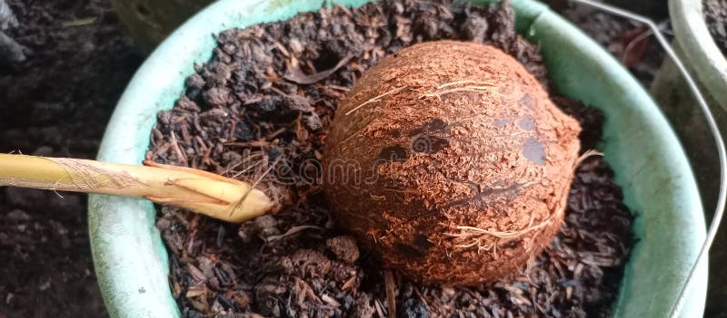 Growing coconuts stock image. Image of wood, mushroom 264247525