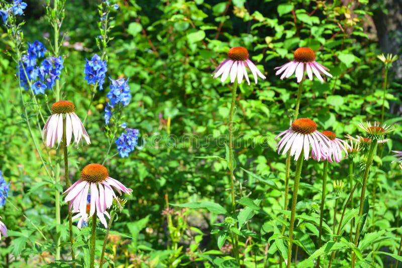transplanting purple coneflower transplanting purple coneflower