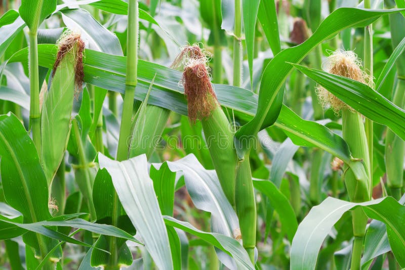 Growing Corn Ear on the Stalk Stock Image Image of provision, food