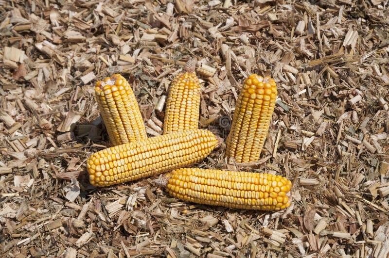 Global Warming and Food Crisis, Corn Field Stock Photo Image of