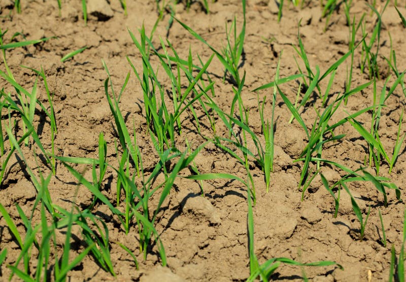 Growing corn grass field stock image. Image of fresh 20368541