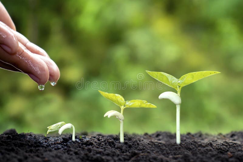 Growing crops on fertile soil and watering plants, including showing stages of plant growth.
