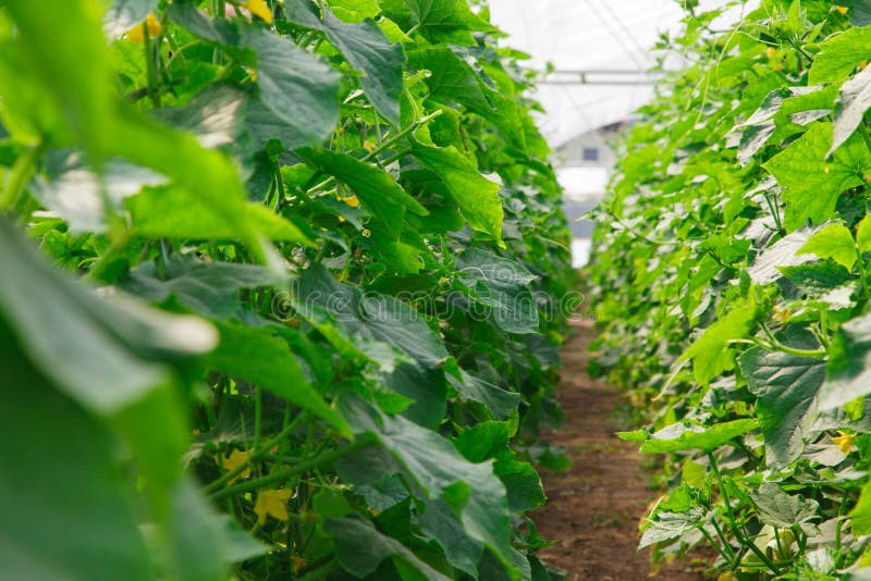 Growing of Cucumber in Greenhouse Stock Photo Image of greenhouse