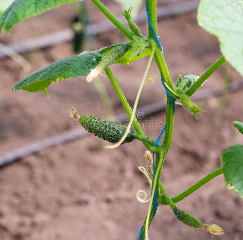 Growing Cucumber and Its Flower Stock Image Image of tendril, growth