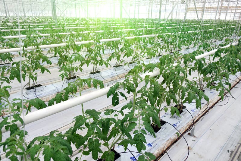 Growing cucumbers in a greenhouse. stock photos Growing cucumbers in a greenhouse. stock photos