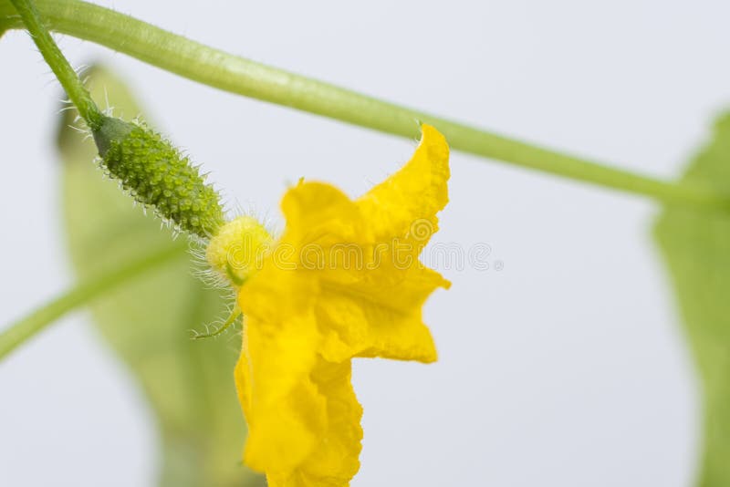 Growing Cucumbers from Seeds. Step 8 the First Flowers and Cucumbers