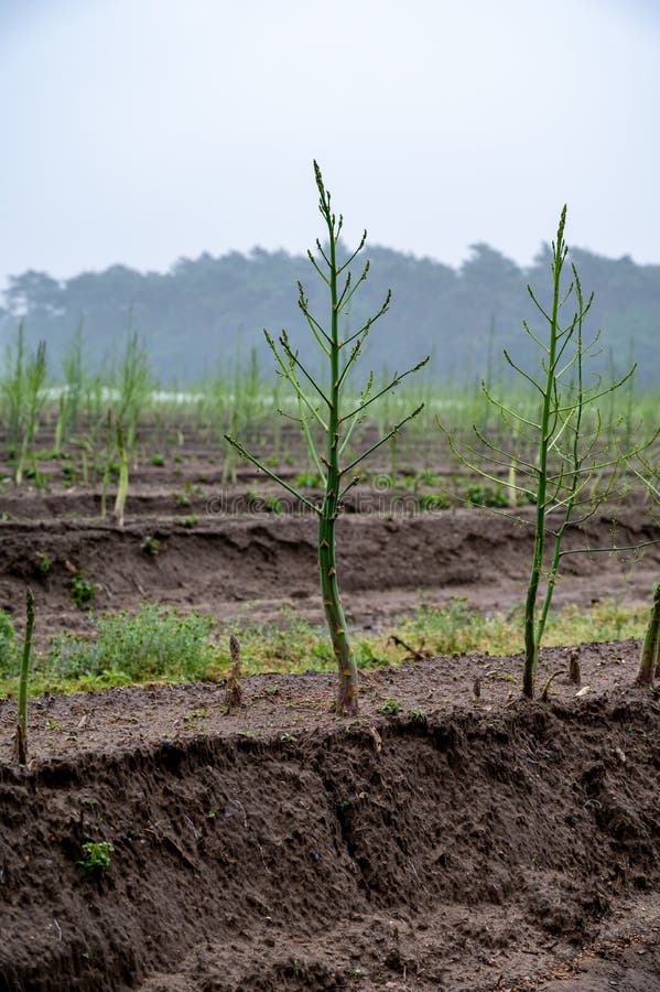 Growing Cycle of White Asparagus Plants in Summer Stock Image Image