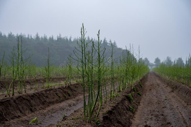 Growing Cycle of White Asparagus Plants in Summer Stock Image Image