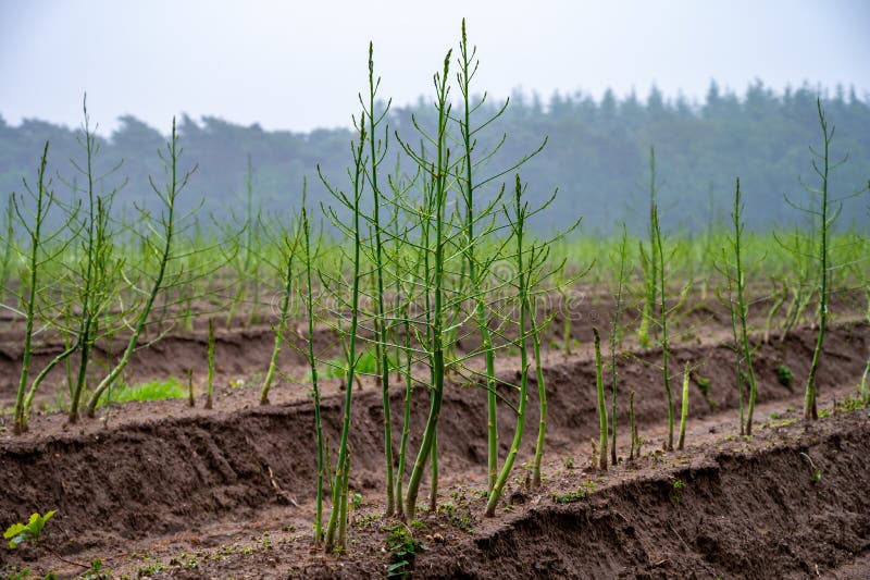 Growing Cycle of White Asparagus Plants in Summer Stock Image Image