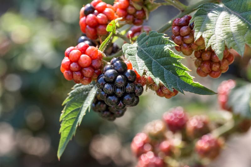 Growing Delicious Wild Blackberries Stock Image Image of fruit, group