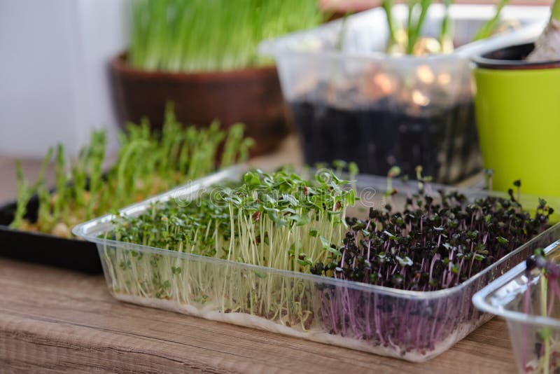 Growing Different Microgreens and Green Onions on the Windowsill at