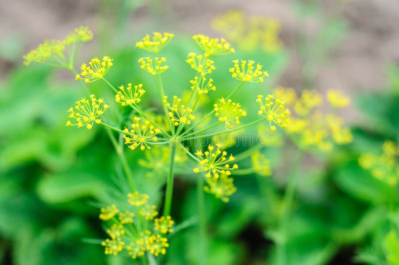 Growing dill with flower stock photo. Image of country 58847452