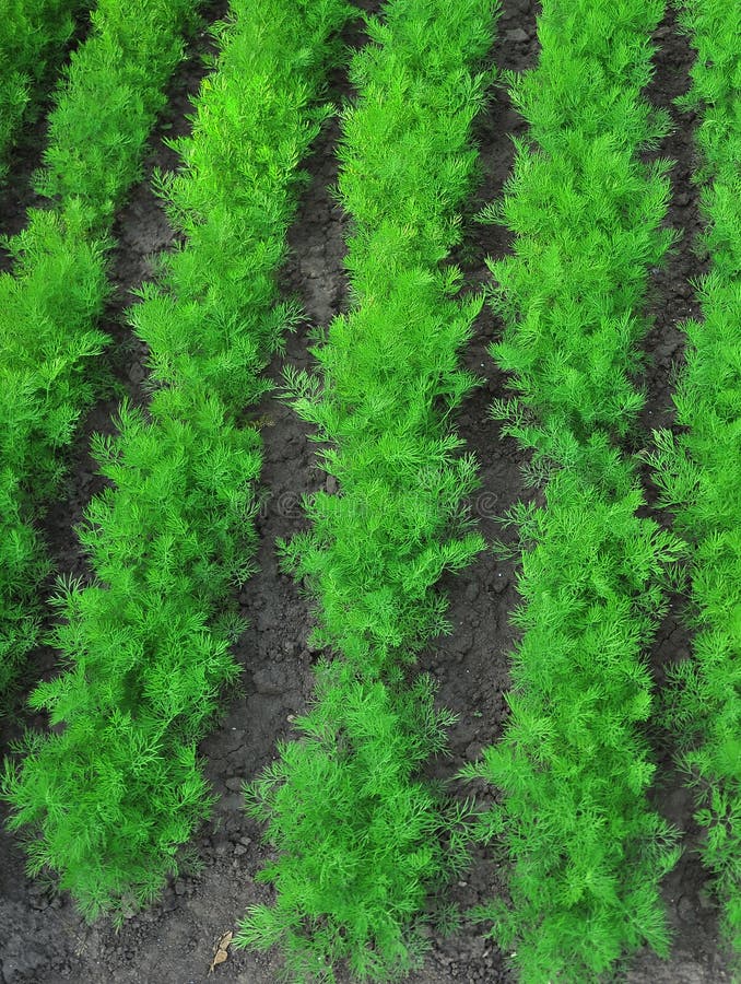 Growing dill stock photo. Image of food, street, water 93452268