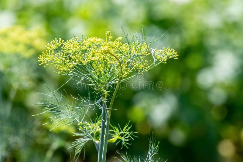 Growing Dill. Dill in the Garden Stock Photo Image of agricultural